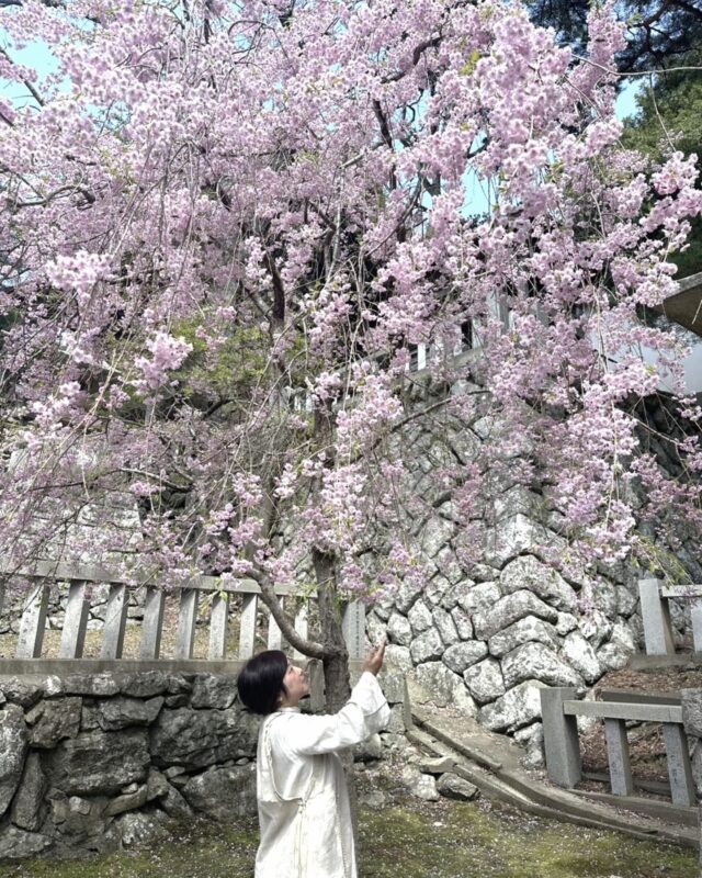 ⛩️金華山でのスペシャル参拝に大感動

はじめての金華山が巳年
弁財天さまのご縁年だなんて！

✨✨✨金華山黄金山神社✨✨✨

12年に1度の扉が開くご本殿まで昇殿祈祷が
受けられて、特別な時にだけ見られる
美しい弁財天様の絵も見れました。

とんでもなく素晴らしい参拝になりました！

桜もひらひらと舞い散り
ピンク色の絨毯…夢のような空間でした。

もっと金、金なイメージなのかと思いきや
全く違い、清々しいほど
クリアな気で満ちていました。

「神様が来る人を選ぶ」と
職員さんが仰っていたのは
天候が一番ハラハラだからかな。

外海ですから晴れていても
船がめちゃめちゃ揺れました。
これで風や雨なら厳しいと思います。

たまたまなのか宿泊者も7名しかいなく
人の気配が無くて静か。

日本で初めて金が取れたことから
唯一の黄金の神様がいらっしゃいます。

3年通うと一生お金に困らないとのことなので
あと２年も…💦と思っていましたが
何度でも行きたい場所になりました。

代理参拝も無事に終了していますことを
ご報告申し上げます。5月30日の江島が終わりましたら発送となります。

水の祈り繋ぎも無事に終わりました。
ほっとしました💗

思い出に残る参拝をサポートして下さった鈴木裕子さんありがとうございました。ちかさん、和さんもお手伝いありがとうございました。